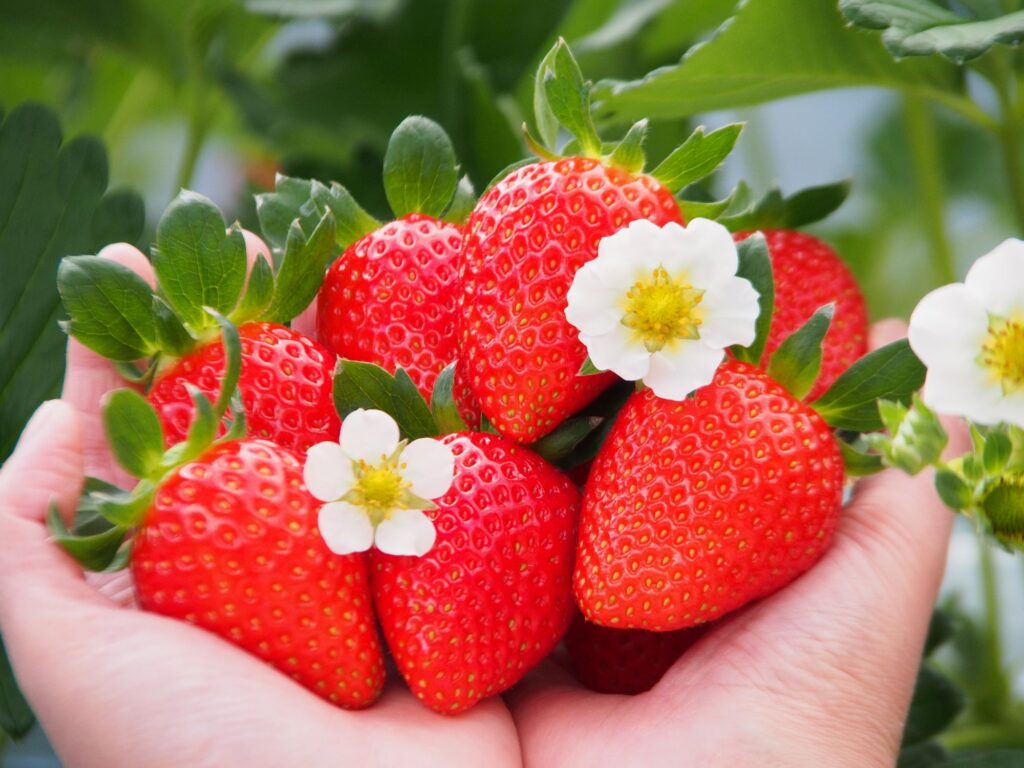 【期間限定！完熟いちご狩り体験】と人気の朝食付プラン